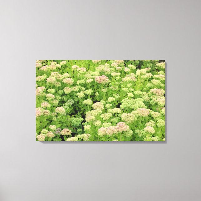 Sedum (Autumn Joy) Canvas Print (Front)