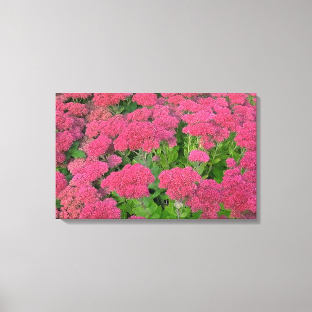 Sedum Autumn Joy Canvas Print (Front)