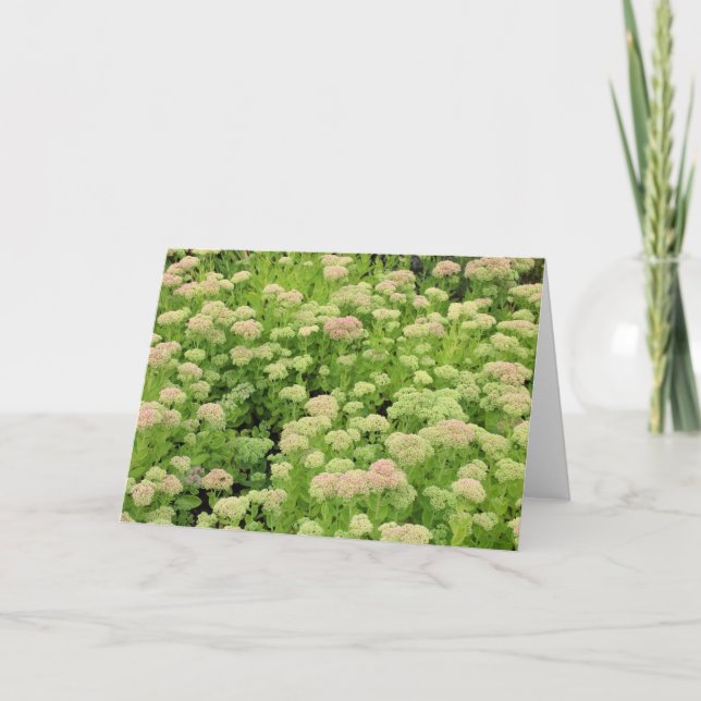 Sedum Autumn Joy Card (Front)