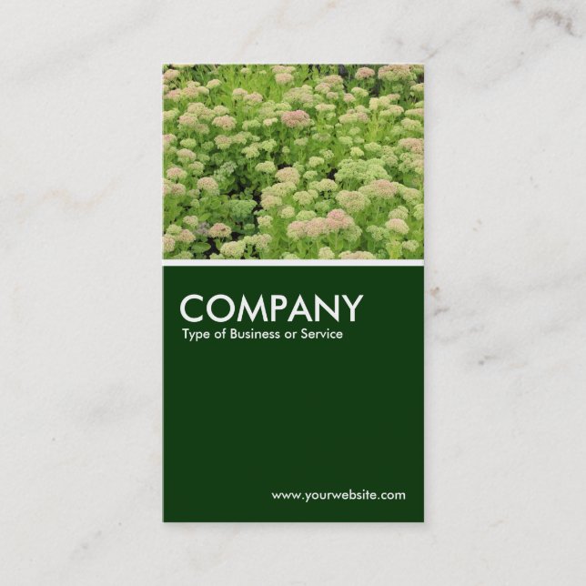 Sedum (Autumn Joy) - Dark Green Business Card (Front)