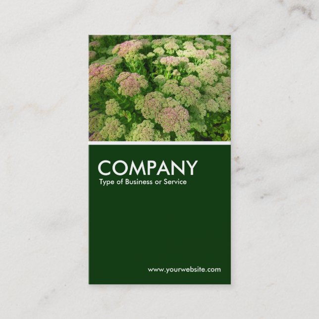 Sedum "Autumn Joy" - Dark Green Business Card (Front)