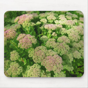 Sedum "Autumn Joy" Mouse Mat