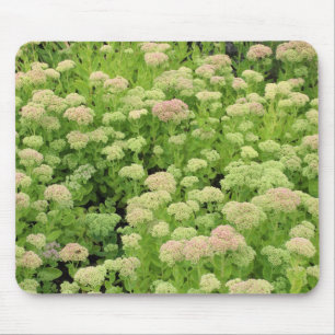 Sedum "Autumn Joy" Mouse Mat