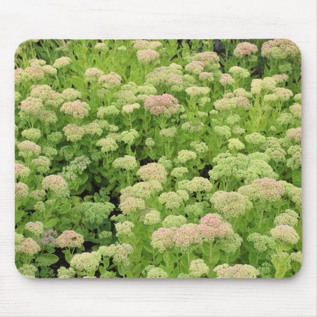 Sedum "Autumn Joy" Mouse Mat (Front)