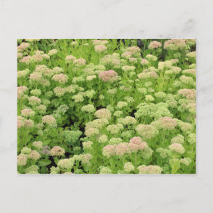 Sedum Autumn Joy Postcard