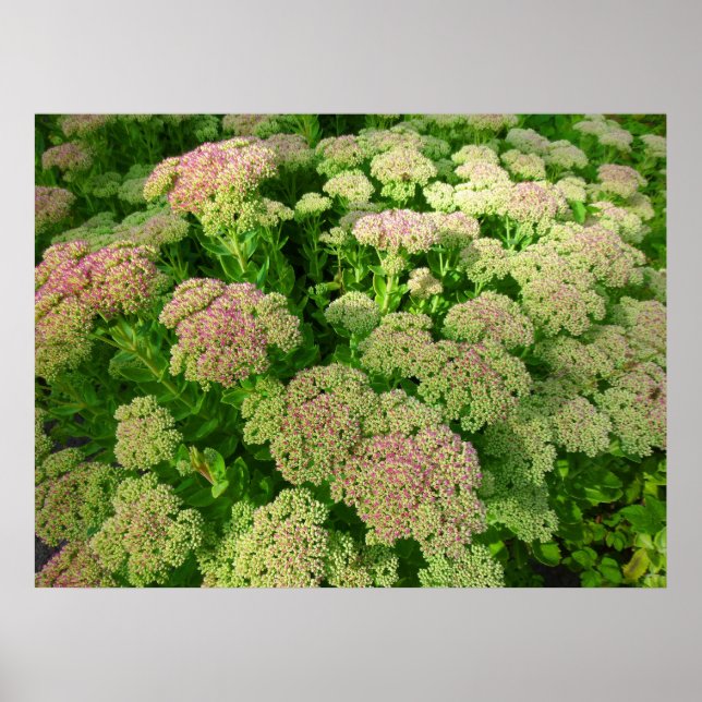 Sedum Autumn Joy Poster (Front)