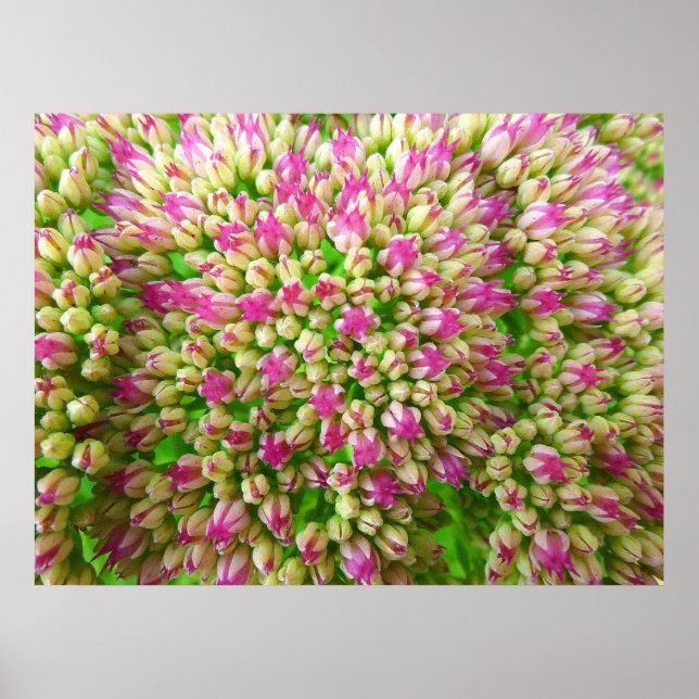 Sedum Autumn Joy Poster (Front)