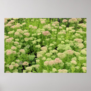 Sedum Autumn Joy Poster