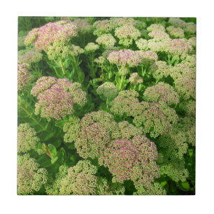 Sedum "Autumn Joy" Tile