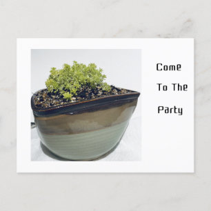 Sedum in a Triangular Pot   Invitation Postcard