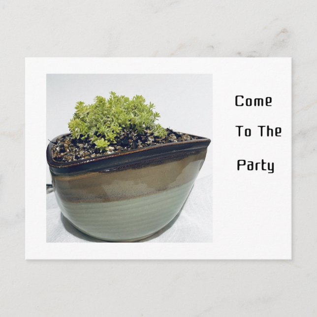 Sedum in a Triangular Pot   Invitation Postcard (Front)