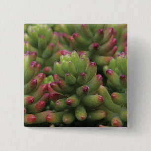 Sedum plant, Arizona-Sonora Desert Museum, 15 Cm Square Badge