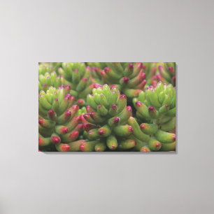 Sedum plant, Arizona-Sonora Desert Museum, Canvas Print