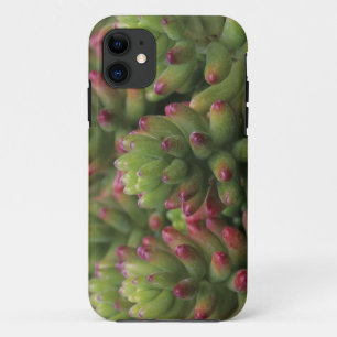 Sedum plant, Arizona-Sonora Desert Museum, iPhone 11 Case