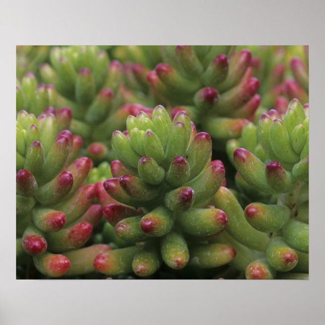 Sedum plant, Arizona-Sonora Desert Museum, Poster (Front)