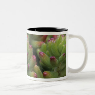 Sedum plant, Arizona-Sonora Desert Museum, Two-Tone Coffee Mug