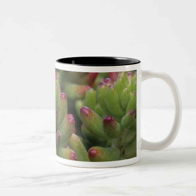 Sedum plant, Arizona-Sonora Desert Museum, Two-Tone Coffee Mug (Right)
