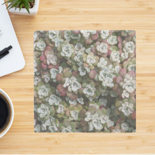 Sedum Spathulifolium Floral Stone Coaster