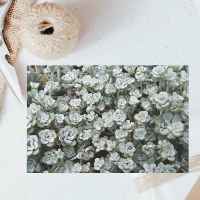 Sedum Spathulifolium Stonecrop Floral Tissue Paper (In Situ)