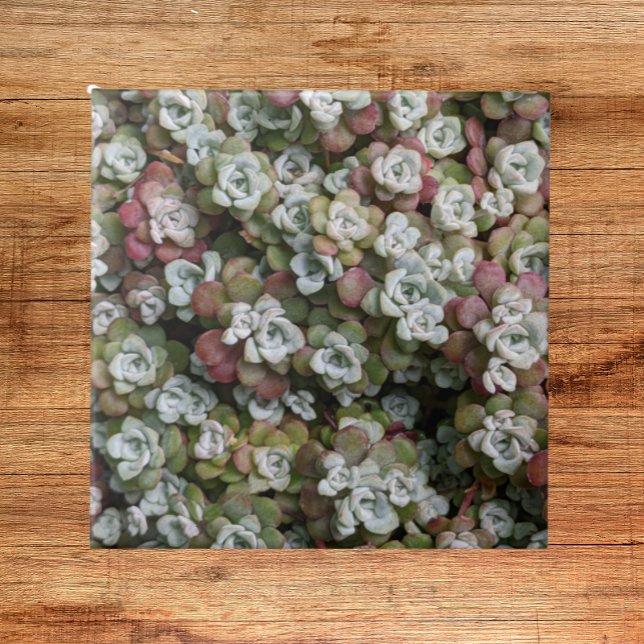 Sedum Spathulifolium Succulents Floral Tile (In Situ)