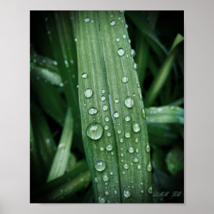 See raindrops on leaf matte poster. poster