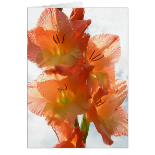 See-through Gladiolas