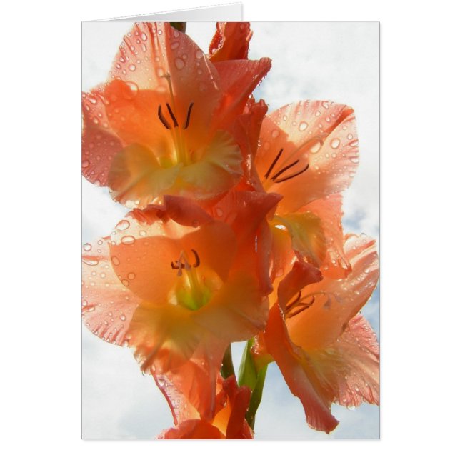 See-through Gladiolas (Front)