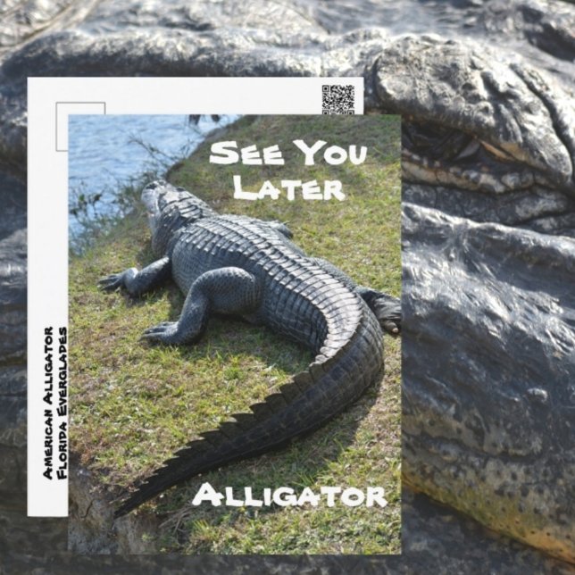See You Later Alligator Everglades Photographic Postcard (Creator Uploaded)