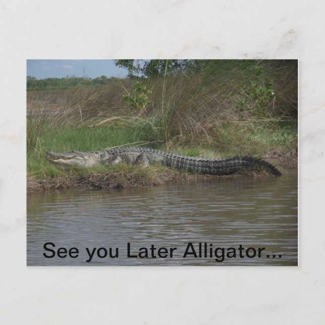 See You Later Alligator Postcard (Front)