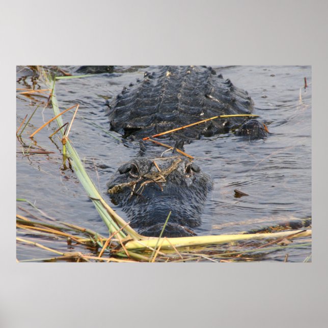 See You Later Alligator Poster (Front)