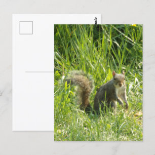 See You Squirrel Postcard