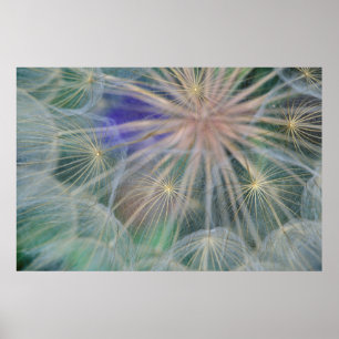 Seed Head Design   Gennesse, Idaho Poster