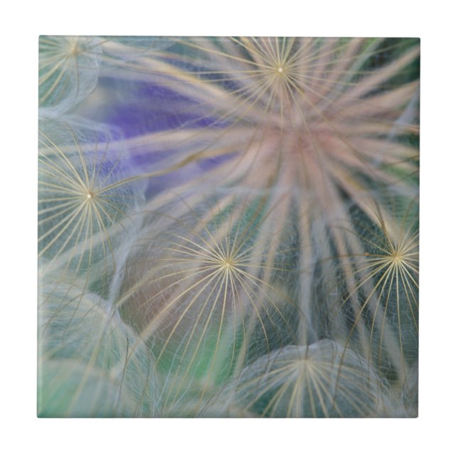 Seed Head Design | Gennesse, Idaho Tile (Front)