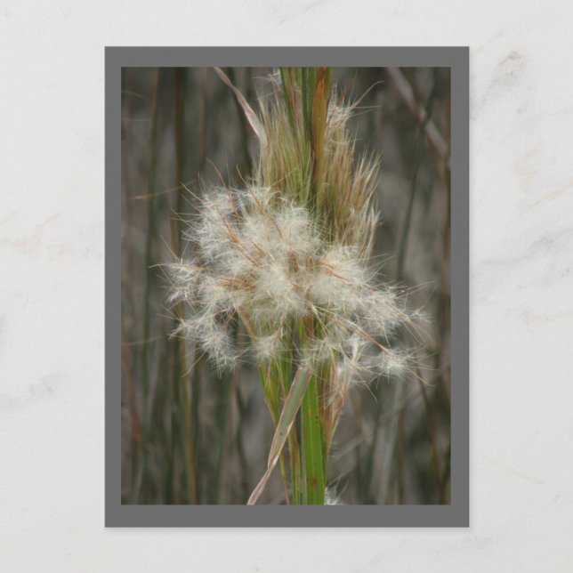 Seed Head Postcard (Front)