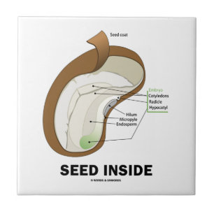 Seed Inside (Dicotyledon Bean Seed Anatomy) Tile
