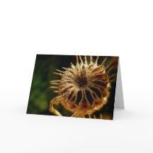 Seed Pod Blank Greeting Card