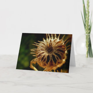 Seed Pod Blank Greeting Card