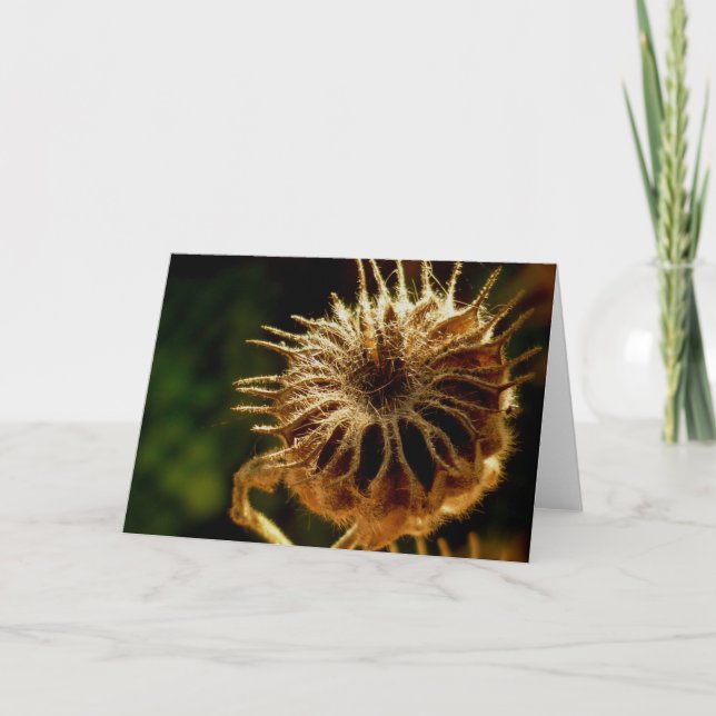 Seed Pod Blank Greeting Card (Front)