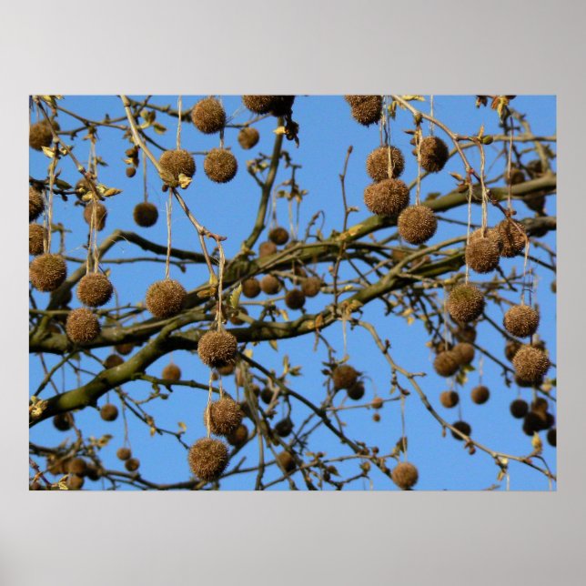 Seed Pods - London Plane Tree Poster (Front)