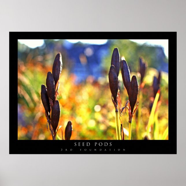 Seed Pods Poster (Front)