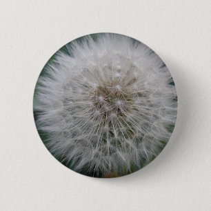 Seeding Dandelion Flower Button