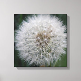 Seeding Dandelion Flower Canvas Print