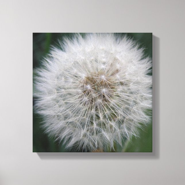 Seeding Dandelion Flower Canvas Print (Front)