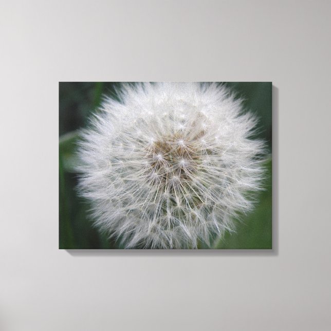 Seeding Dandelion Flower Canvas Print (Front)