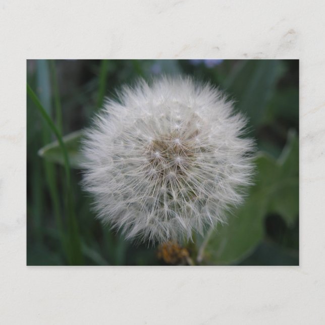 Seeding Dandelion Flower Postcard (Front)