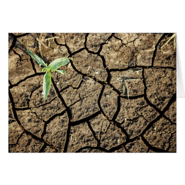 Seedling In Cracked Earth (Front Horizontal)