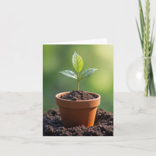 Seedling In Terracotta Pot Notecard