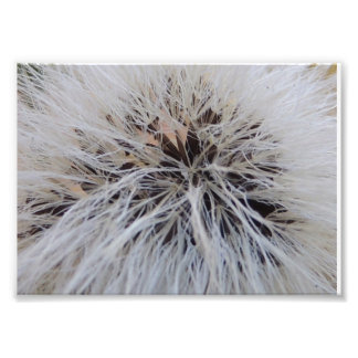 Seedpods Photo Print