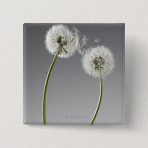 Seeds connecting two dandelions 15 cm square badge