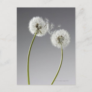 Seeds connecting two dandelions postcard